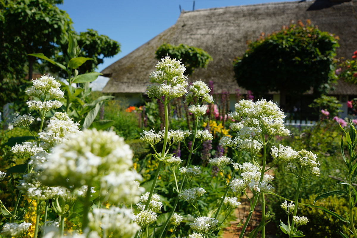 Der Bauerngarten, Haus Quitte, Ira Schwarz