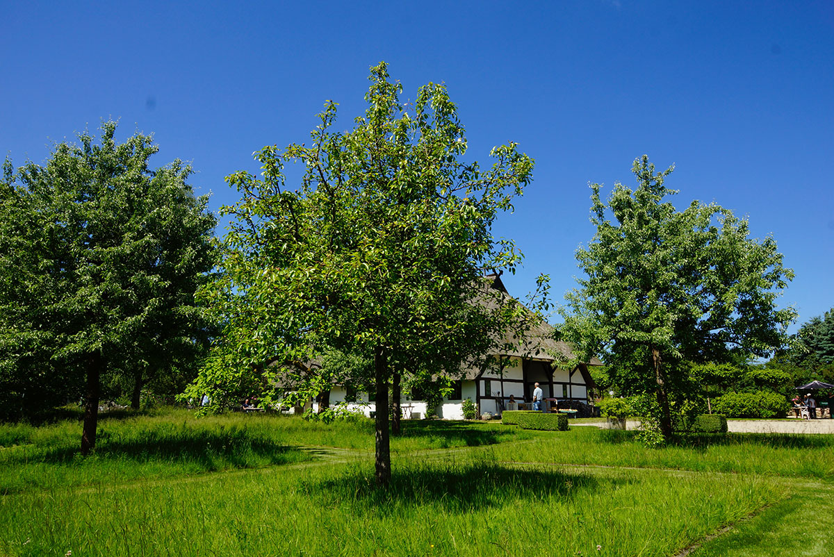 Streuobstwiese, Haus Quitte