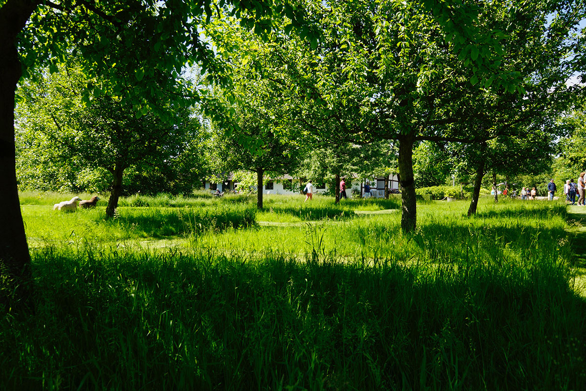 Streuobstwiese, Haus Quitte